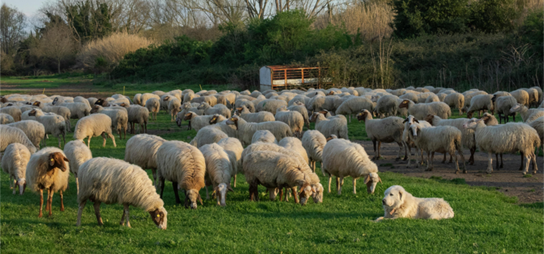 Kırsalda Bereket Küçükbaşa Destek Projesinde Başvurular Başladı
